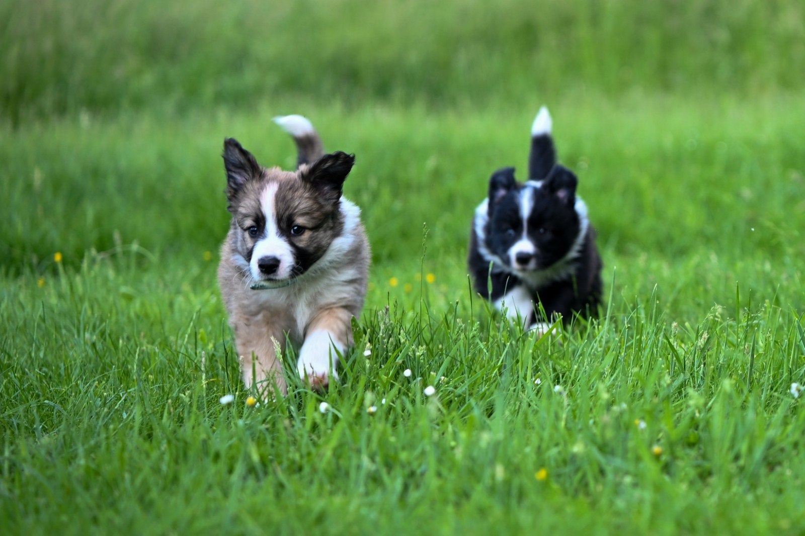 Border collie pups; sabel en zwart/wit; reu, Reu, 8 tot 15 weken, Collie, Meerdere