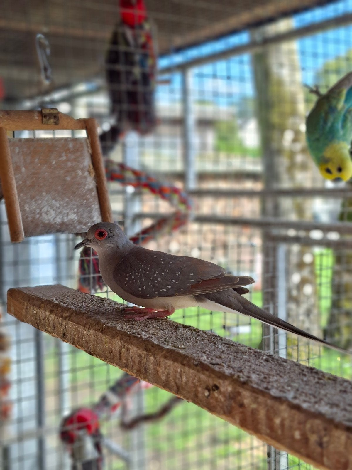 diamantduifje, Dieren en Toebehoren, Mannelijk, Parkiet