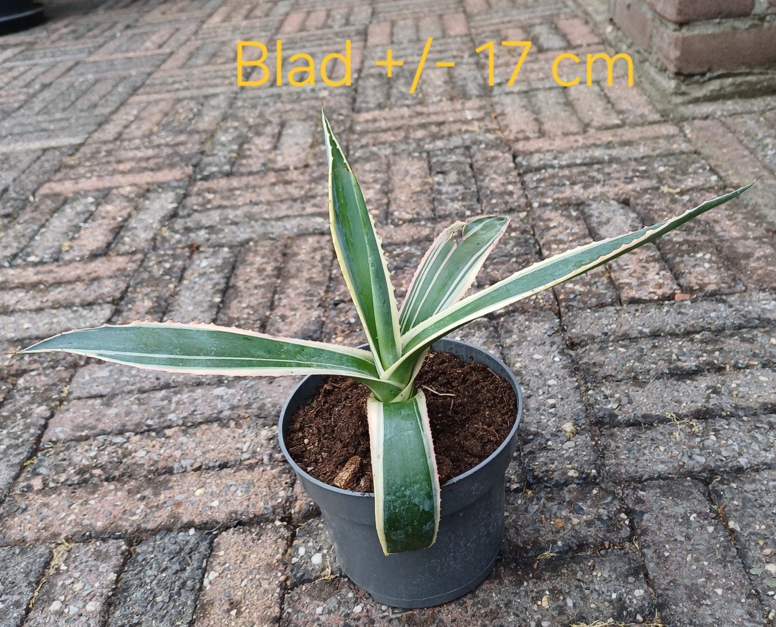 Agave, blad +/- 17 cm, Ophalen of Verzenden, Bloeit niet, Overige soorten, Volle zon