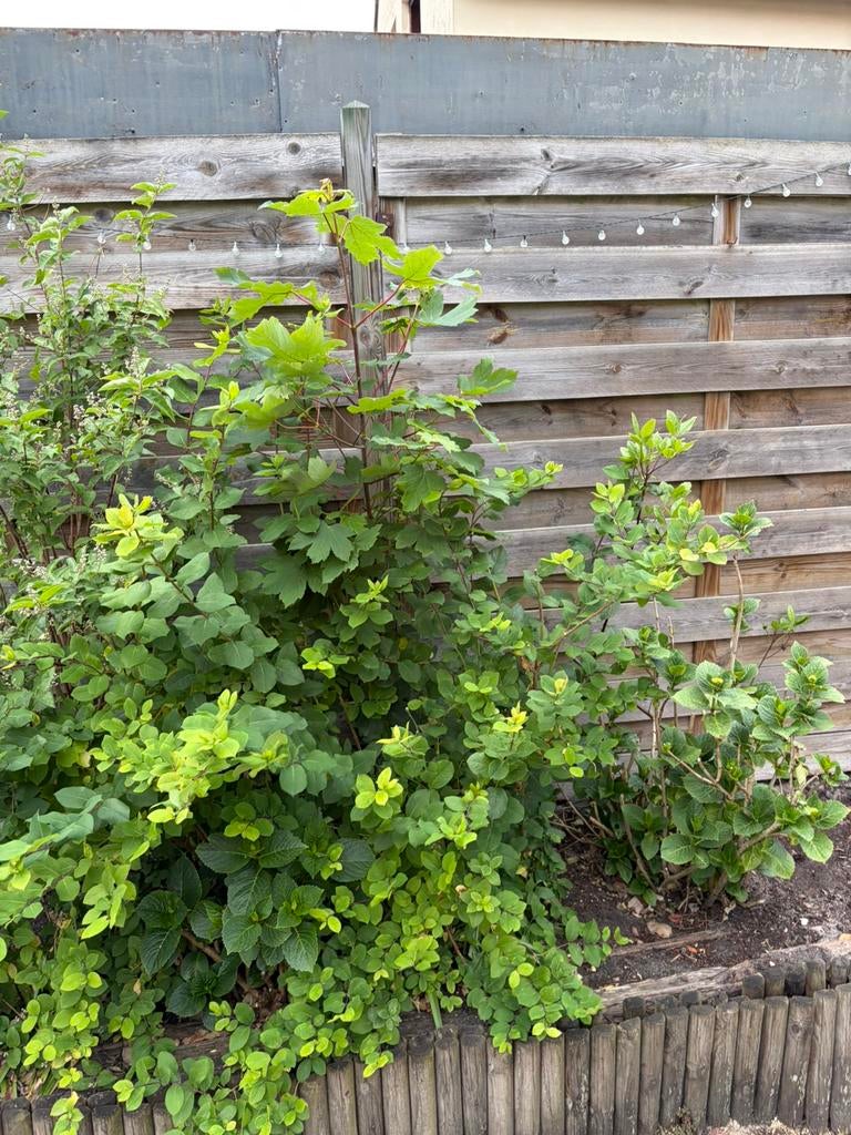 Gratis planten, Tuin en Terras, Ophalen