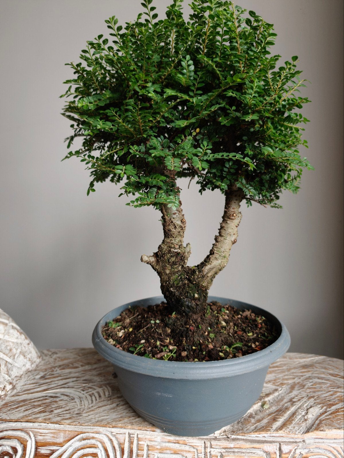 Ulmus Parviflora Bonsai, Bloeit niet, Halfschaduw, Minder dan 100 cm, Overige soorten