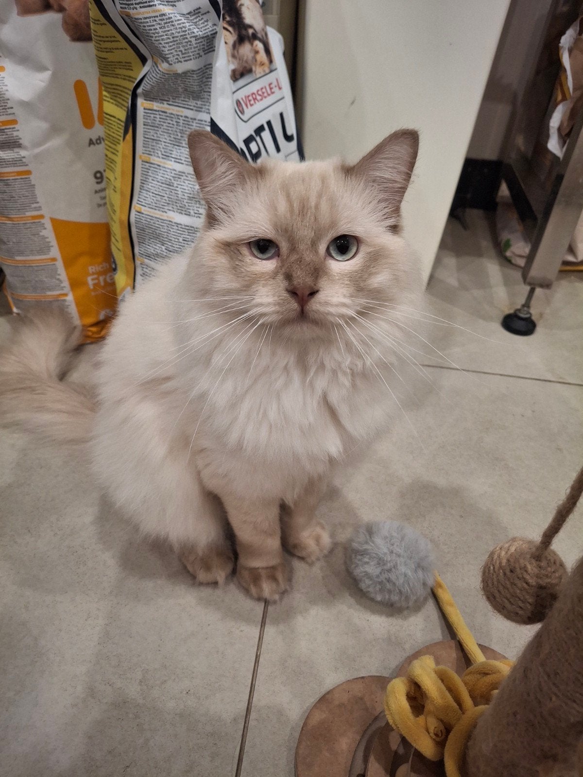 Ragdoll cinnamon kater met stamboom, Kater, Met stamboom, 0 tot 2 jaar