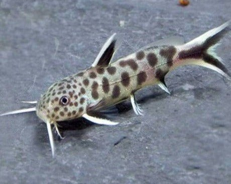 Synodontis petricola