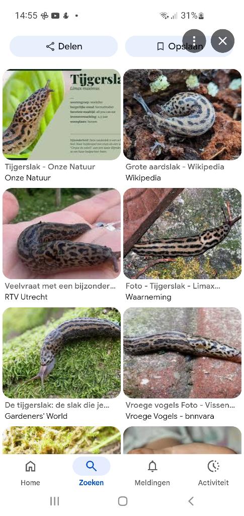 tijgerslakken, Dieren en Toebehoren, Januari, Meerdere dieren