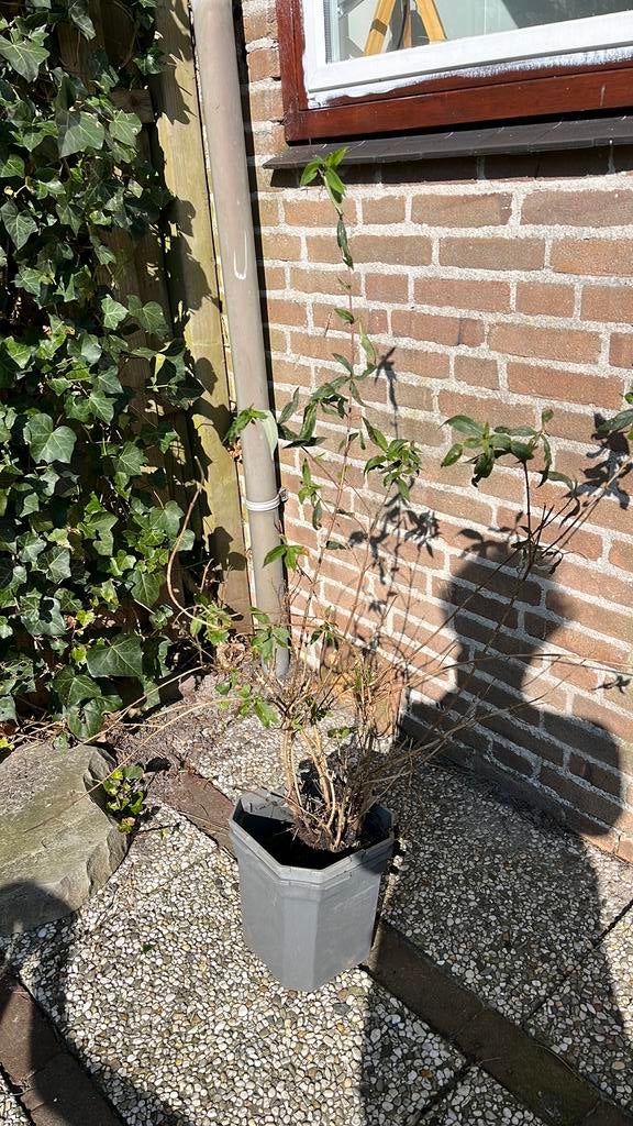 Vlinderstruik, Overige soorten, 100 tot 250 cm, Zomer, Ophalen