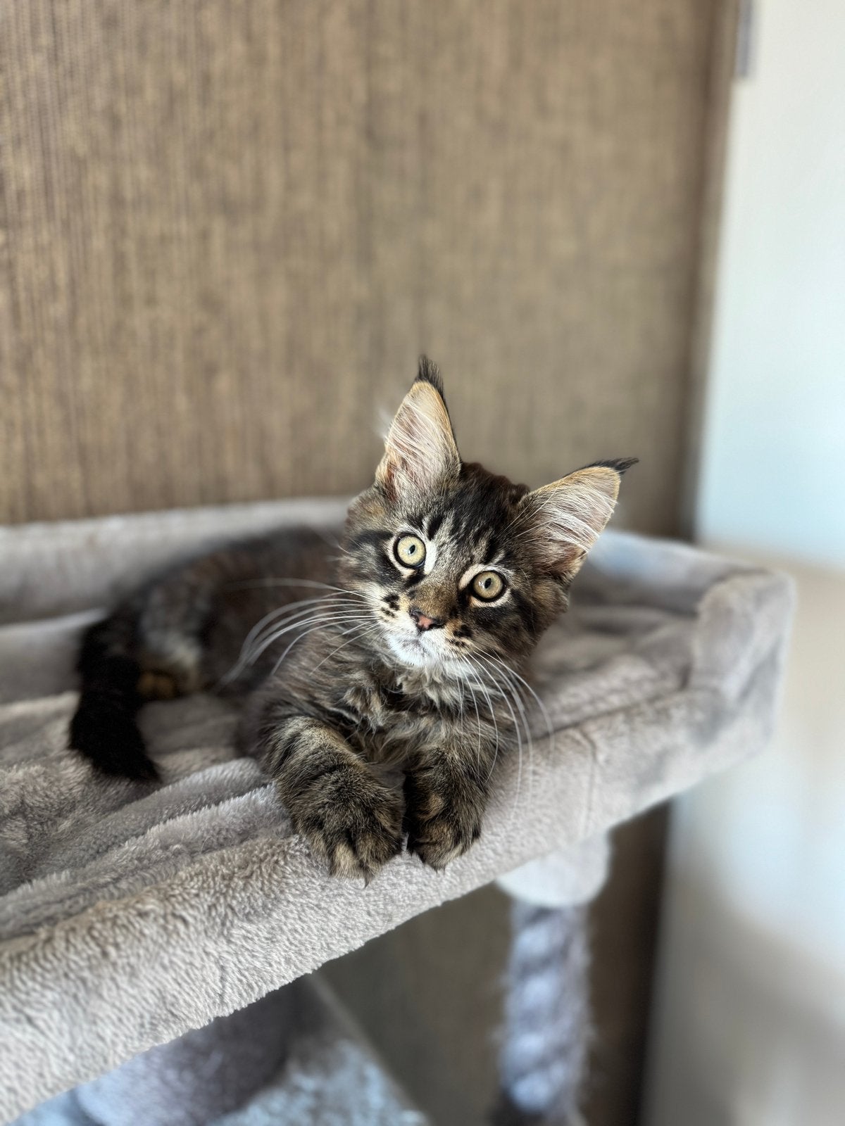 MAINE COON KITTENS, Dieren en Toebehoren, Meerdere dieren, Ontwormd, 0 tot 2 jaar