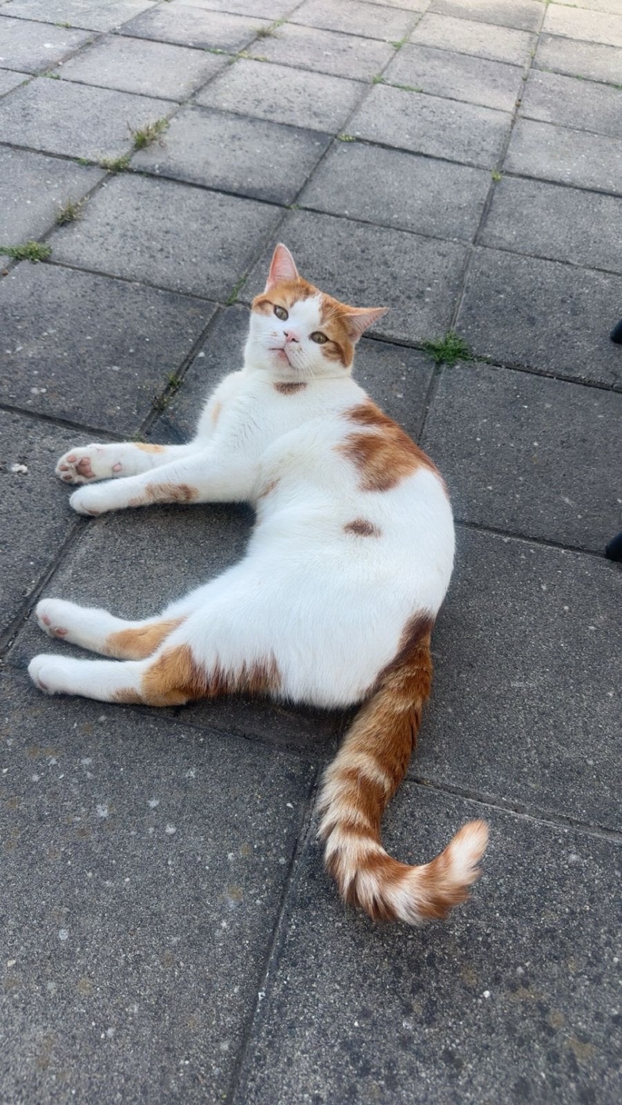 Mini vermist sinds 29 juli, Dieren en Toebehoren, Vermiste en Gevonden Dieren, Kat