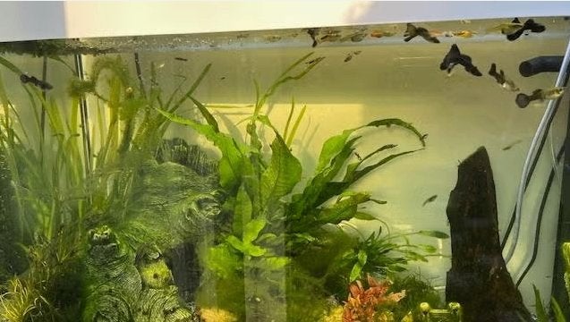 Gratis - baby guppies, Dieren en Toebehoren, Vis, Zoetwatervis
