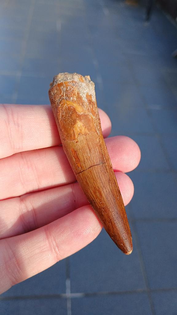 Top Spinosaurus tand uit Marokko dinosaurus fossiel Jurassic, Ophalen of Verzenden, Fossiel