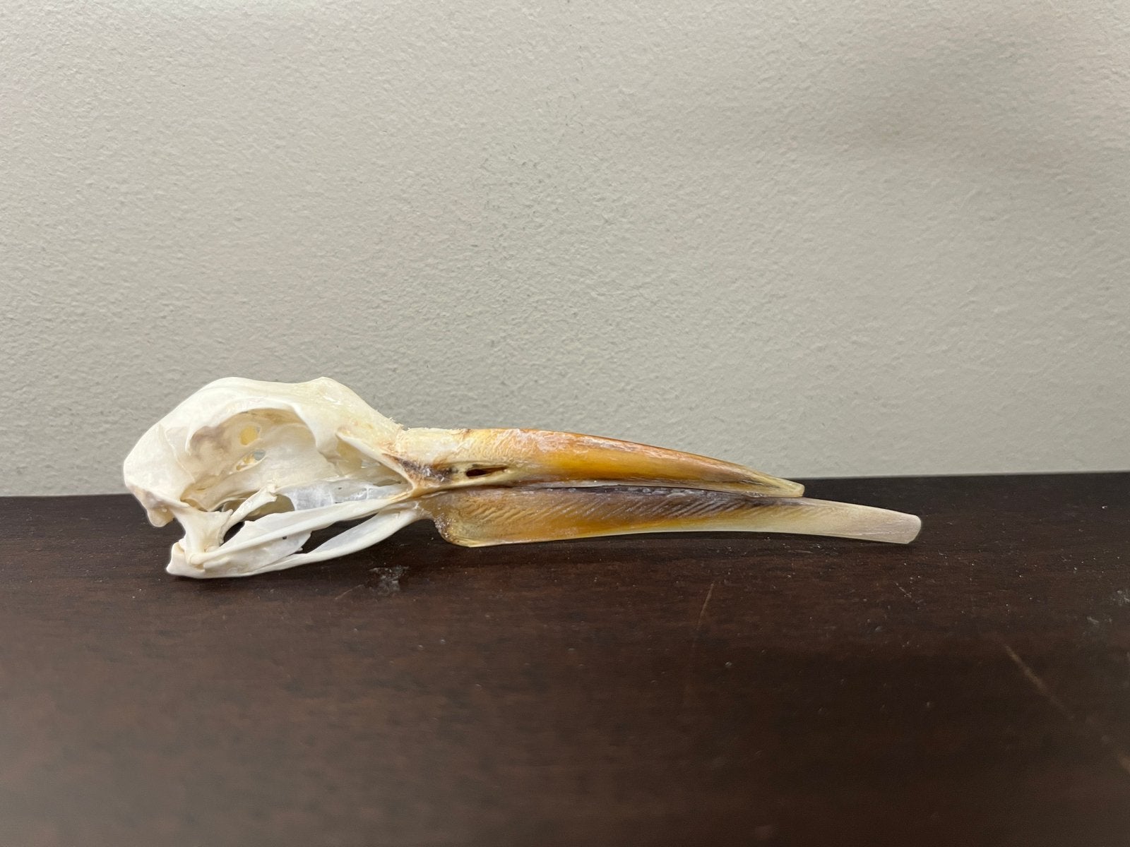 Schedel afrikaanse schaarbek meeuw, Ophalen of Verzenden, Nieuw, Vogel, Schedel