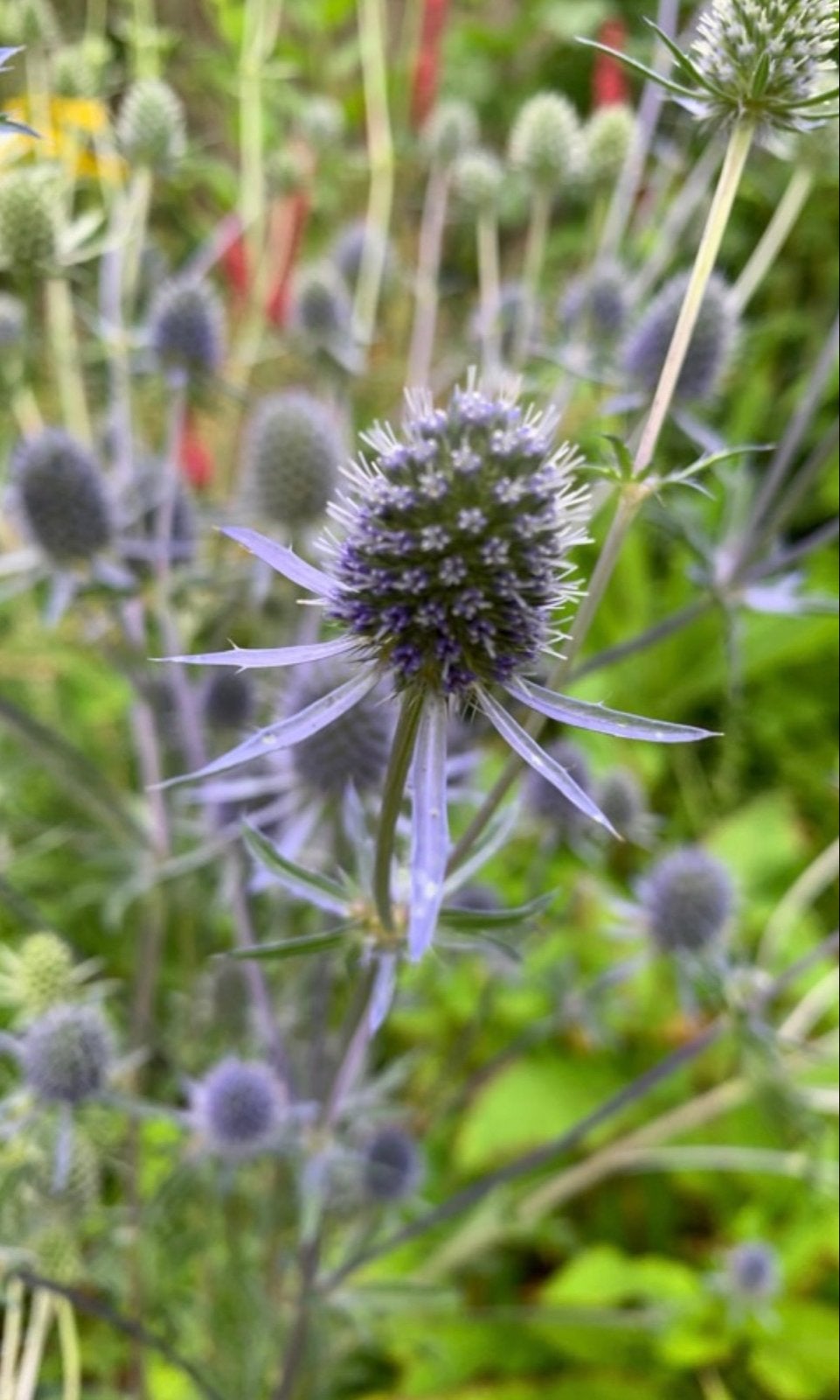 Blauwe distel plantjes - Eryngium planum, Volle zon, Vaste plant, Zomer, Ophalen