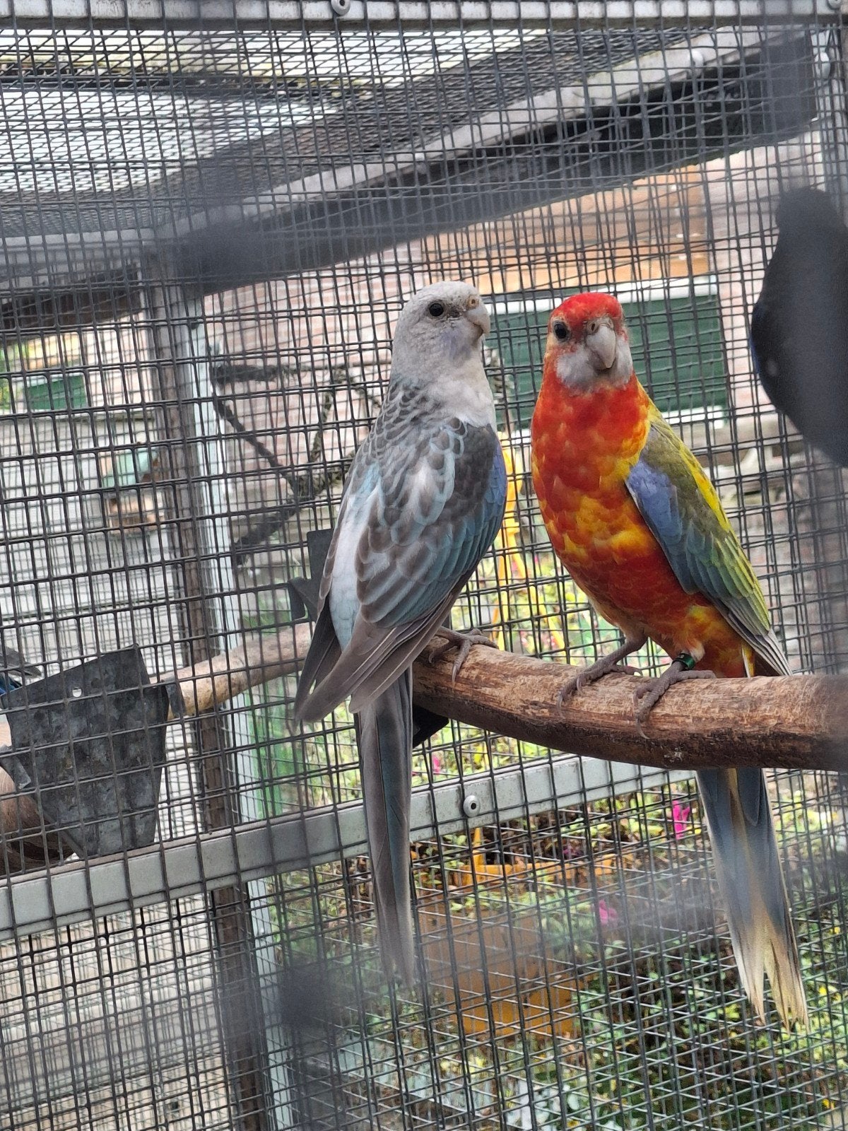Rosella's 2026, Meerdere dieren, Parkiet, Geringd
