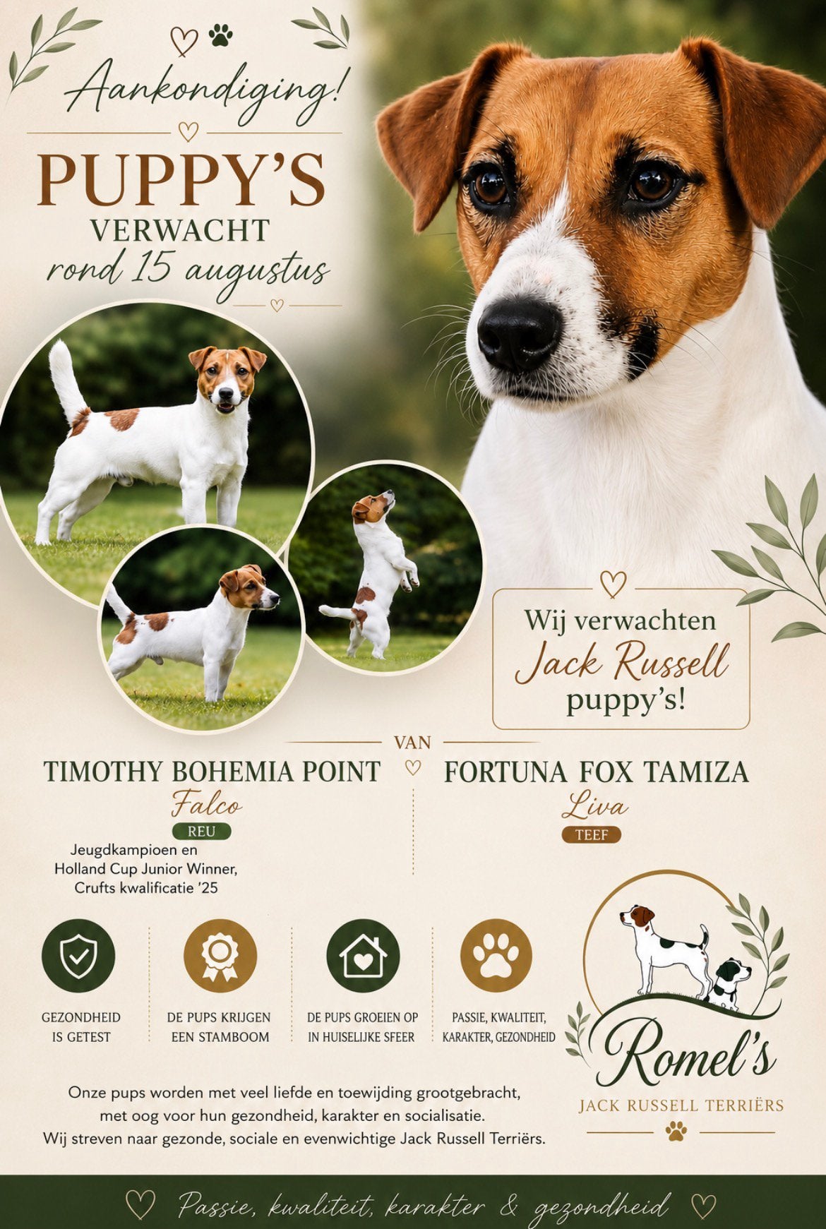 Nestje gladhaar JR’s gepland, Dieren en Toebehoren, Honden | Jack Russells en Terriërs, Jack Russell Terriër, 8 tot 15 weken, Parvo