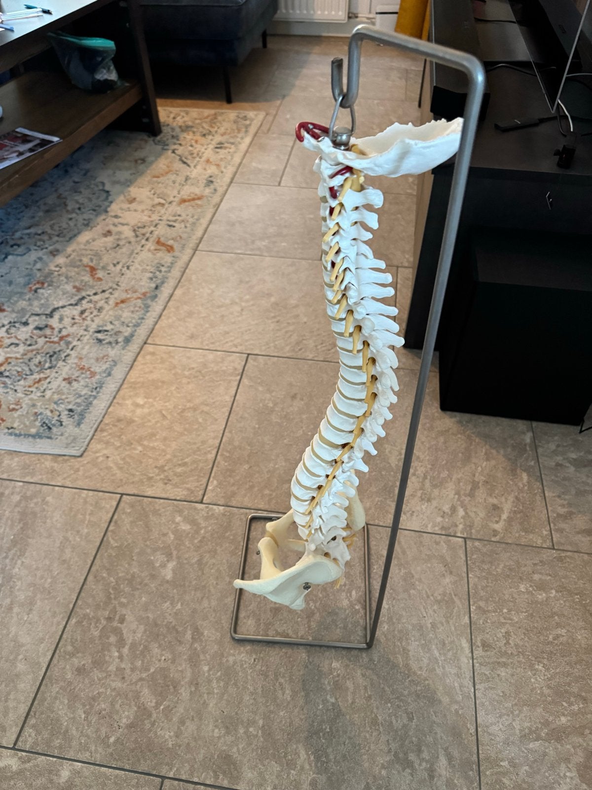 Wervelkolom model 90cm, Ophalen, Zo goed als nieuw