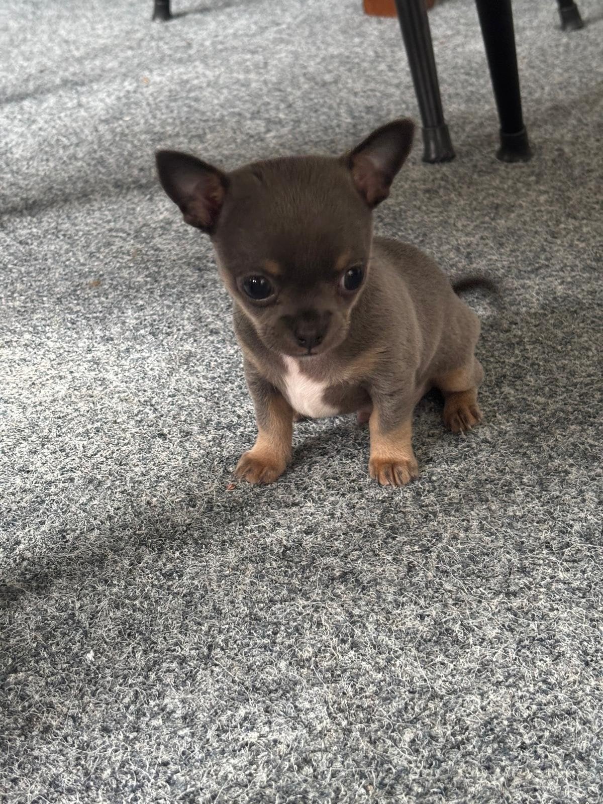 chihuahua, Dieren en Toebehoren, Reu, 8 tot 15 weken, Parvo, Eén hond
