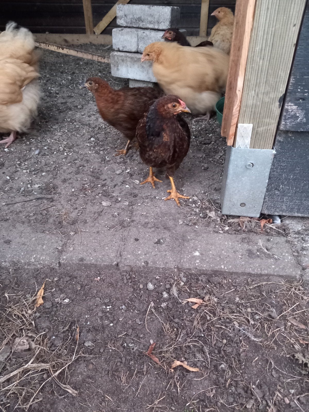 wyandotte kriel kippen, Dieren en Toebehoren, Pluimvee