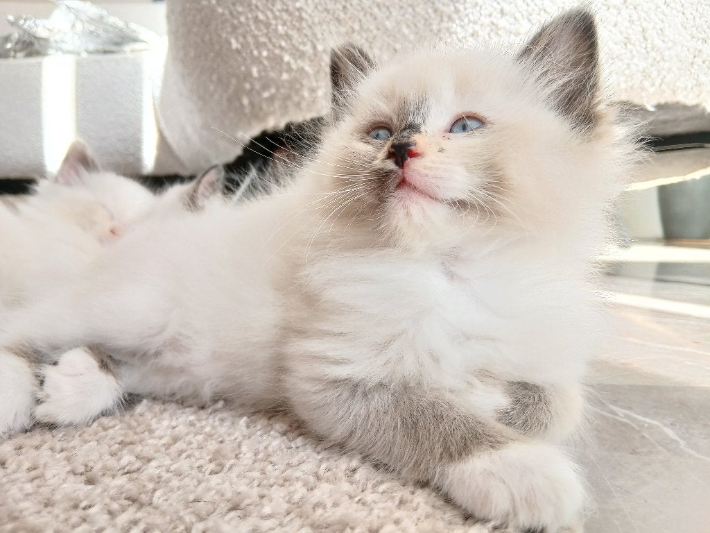 Ragdoll mix kittens, Dieren en Toebehoren, Poes, Ontwormd, 0 tot 2 jaar
