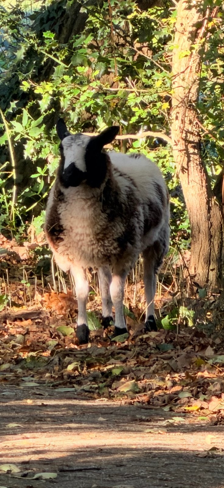 Bonte ram te koop, Dieren en Toebehoren, Mannelijk, Schaap