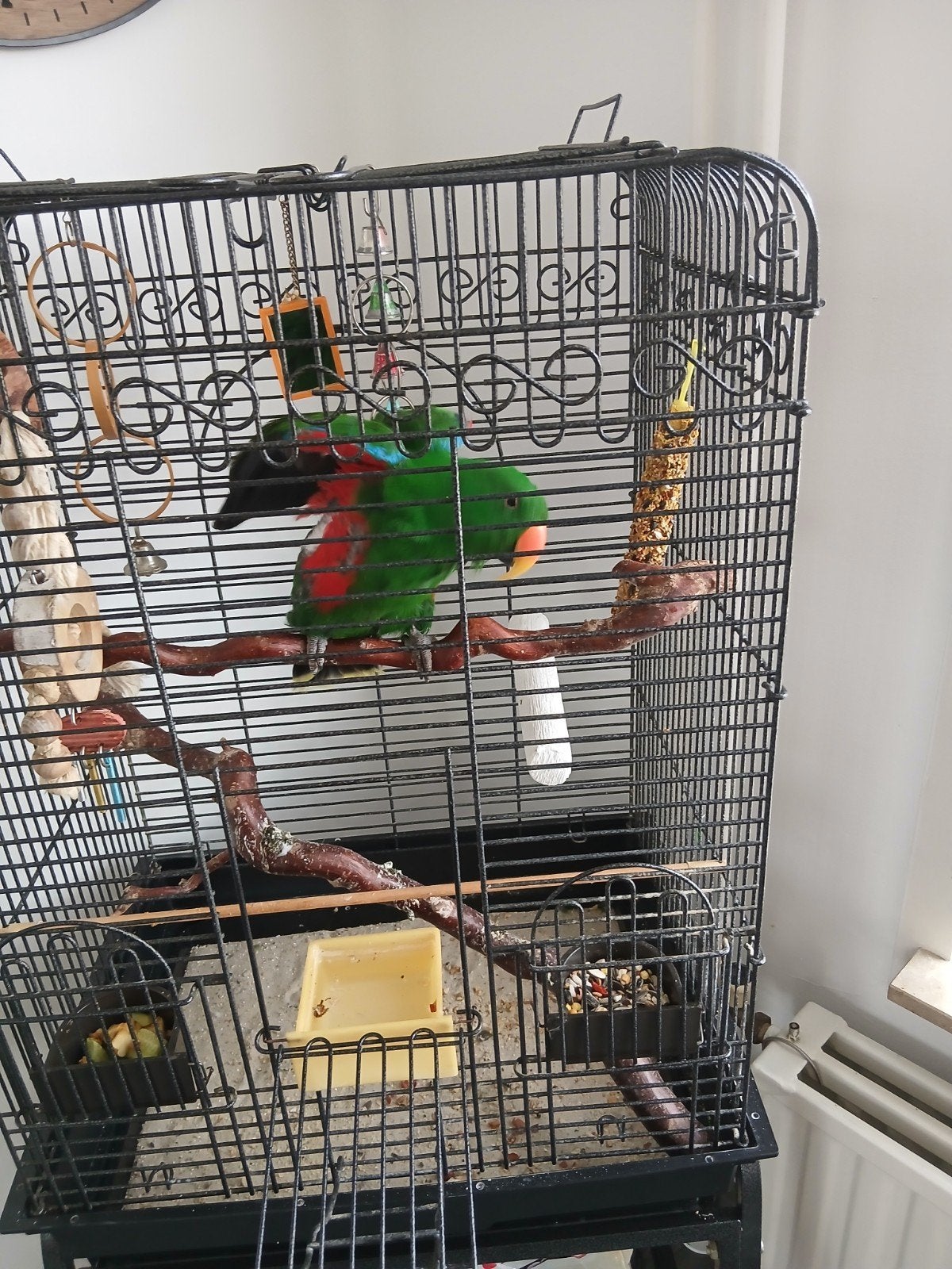 Edelpapegaai te koop, Dieren en Toebehoren, Vogels | Parkieten en Papegaaien, Mannelijk, Papegaai