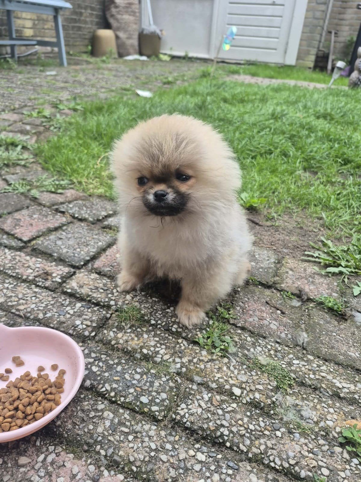 Pomeriaan pups, Particulier, Keeshond, 15 weken tot 1 jaar, Reu