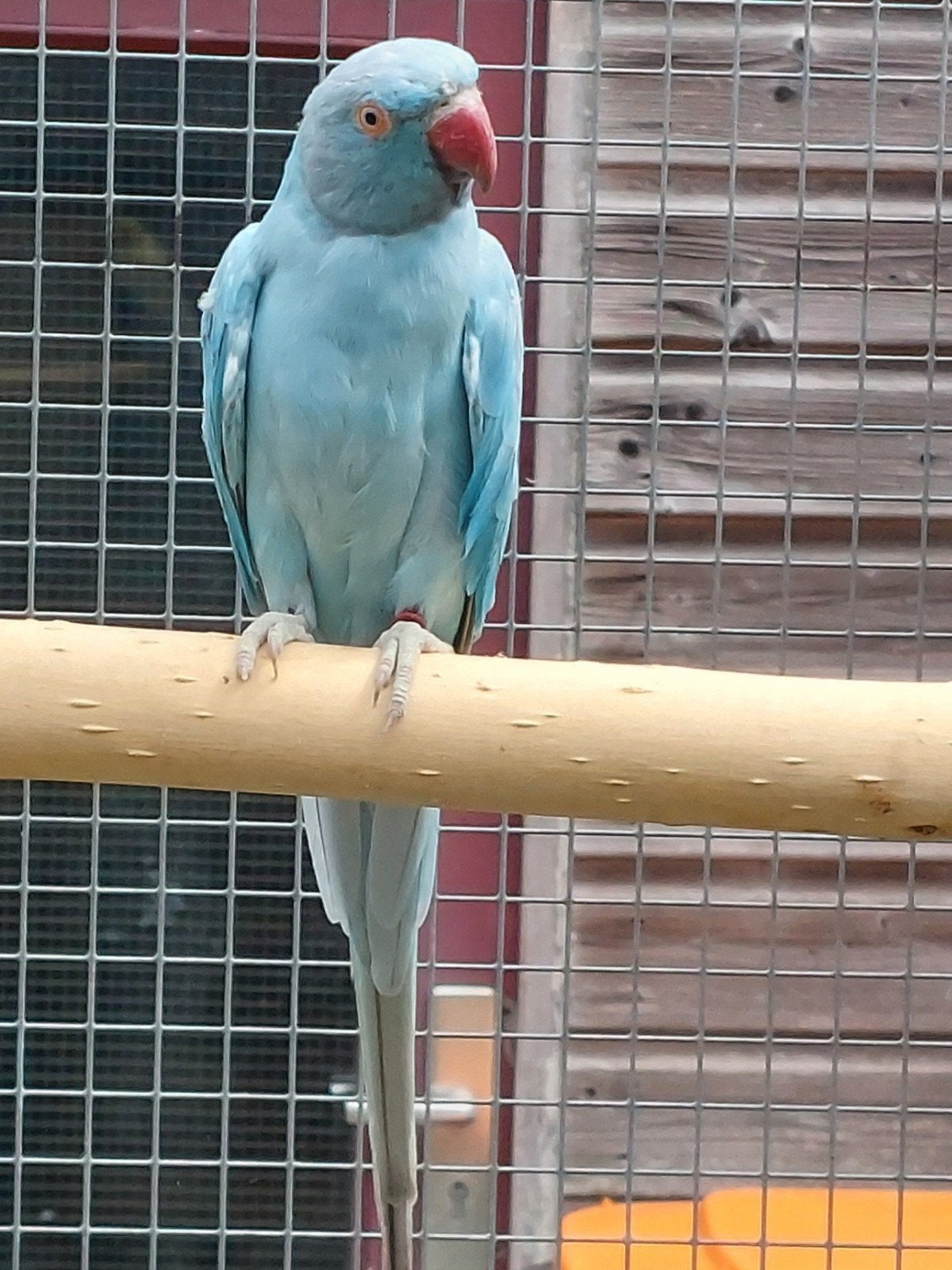 Halsbandparkiet blauw opaline split bleekstaart., Dieren en Toebehoren, Vogels | Parkieten en Papegaaien, Vrouwelijk, Parkiet