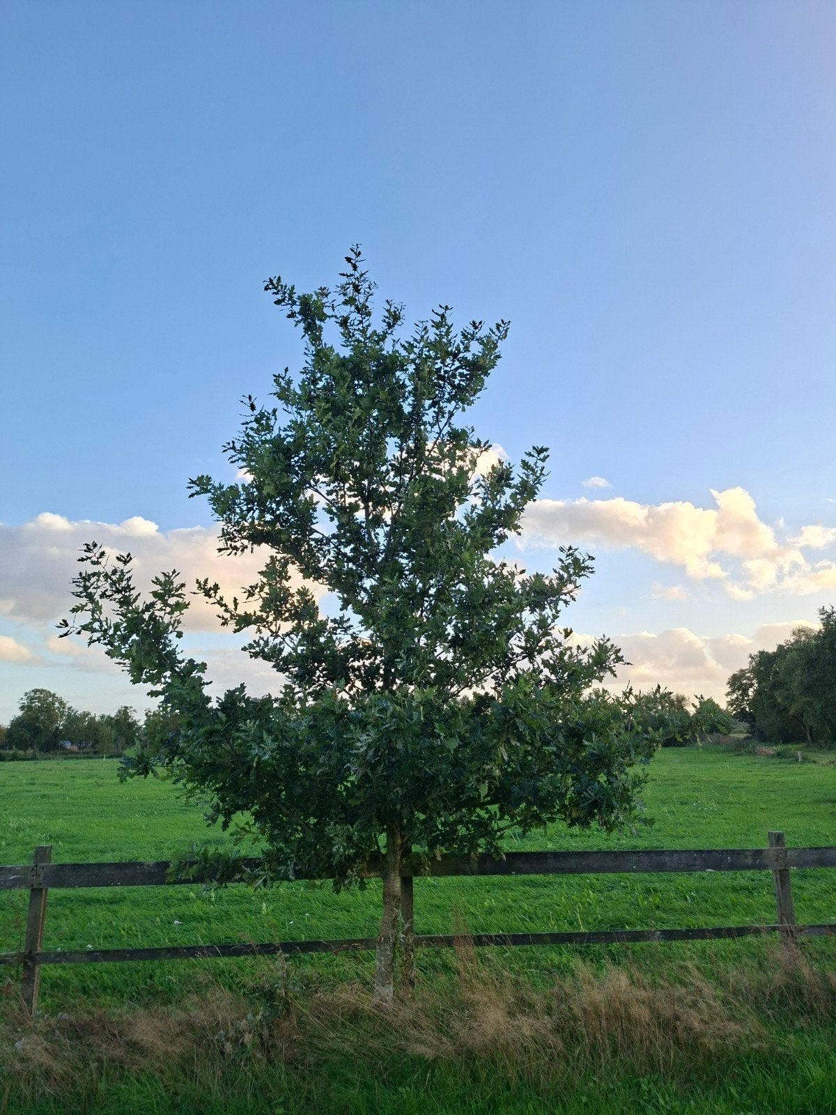 Eikenboom 4 meter hoog - Ideaal voor tuin of landschap, Overige soorten, Lente, 250 tot 400 cm, Ophalen