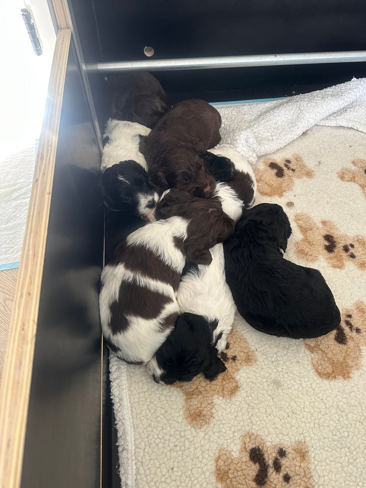 Nestje Sproodle pups, 8 tot 15 weken, Meerdere, Meerdere dieren, CDV (hondenziekte)
