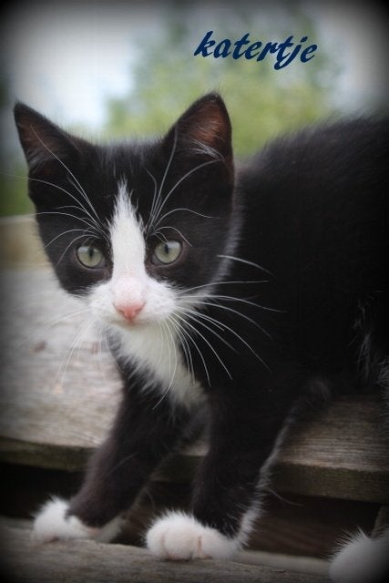 Nog 2 lieve kittens te koop, Meerdere dieren, Ontwormd, 0 tot 2 jaar