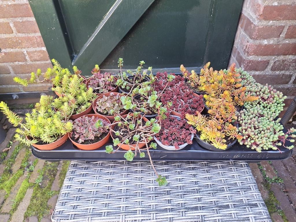 Sedum Kies & Mix 18 st €9.90, Ophalen, Overige soorten, Volle zon