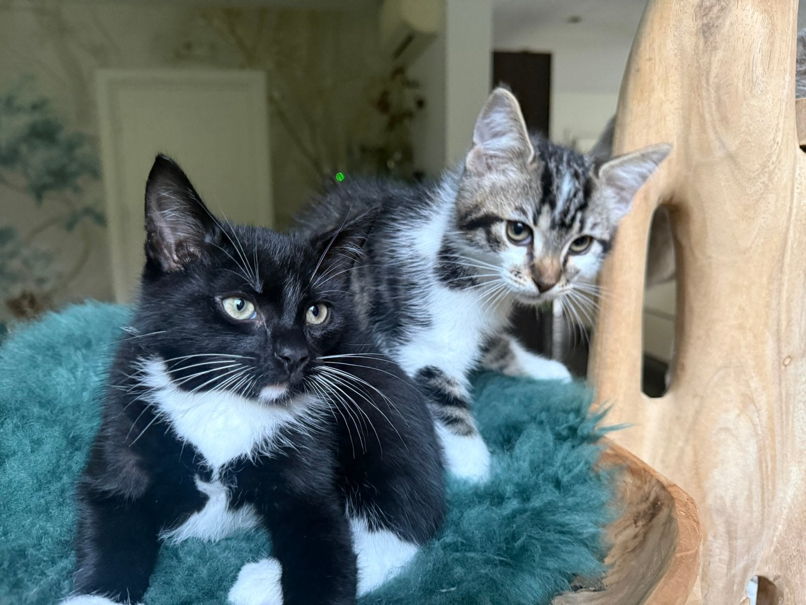 Ragdoll kittens kruising (mogen nestje verlaten), Dieren en Toebehoren, Meerdere dieren, Gechipt