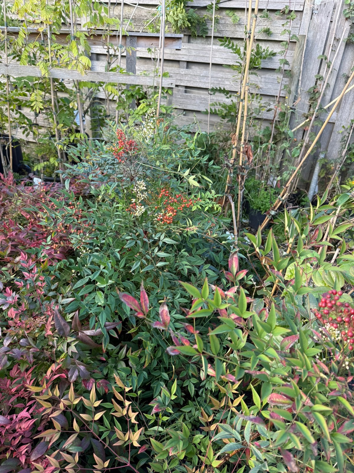 Nandina of hemelse bamboe 2 soorten volop kleur grote plant, Volle zon, Vaste plant, Herfst, Ophalen