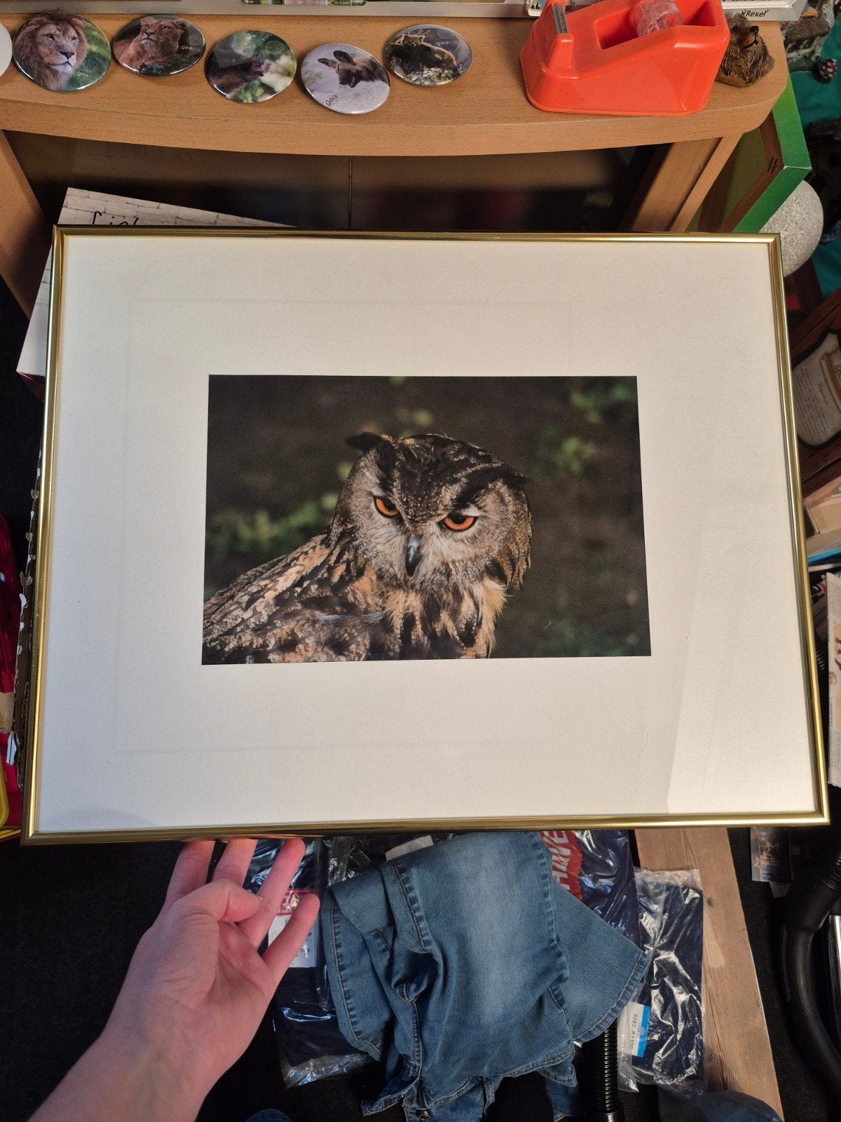 Uil foto in lijst met gouden rand, Huis en Inrichting, Woonaccessoires | Schilderijen, Tekeningen en Foto's, Ophalen, Minder dan 50 cm