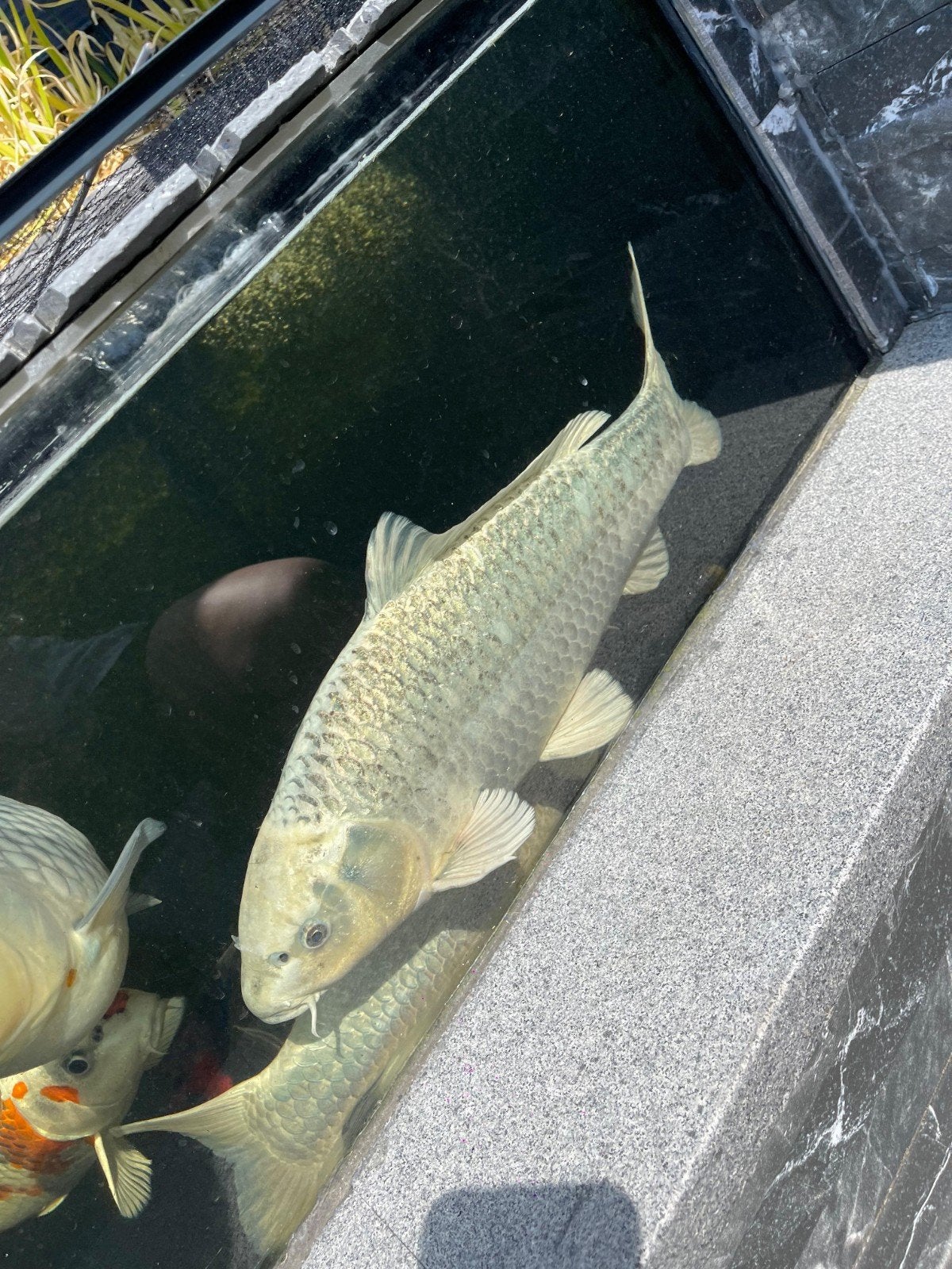 Matsuba koi man, Karper of Koi