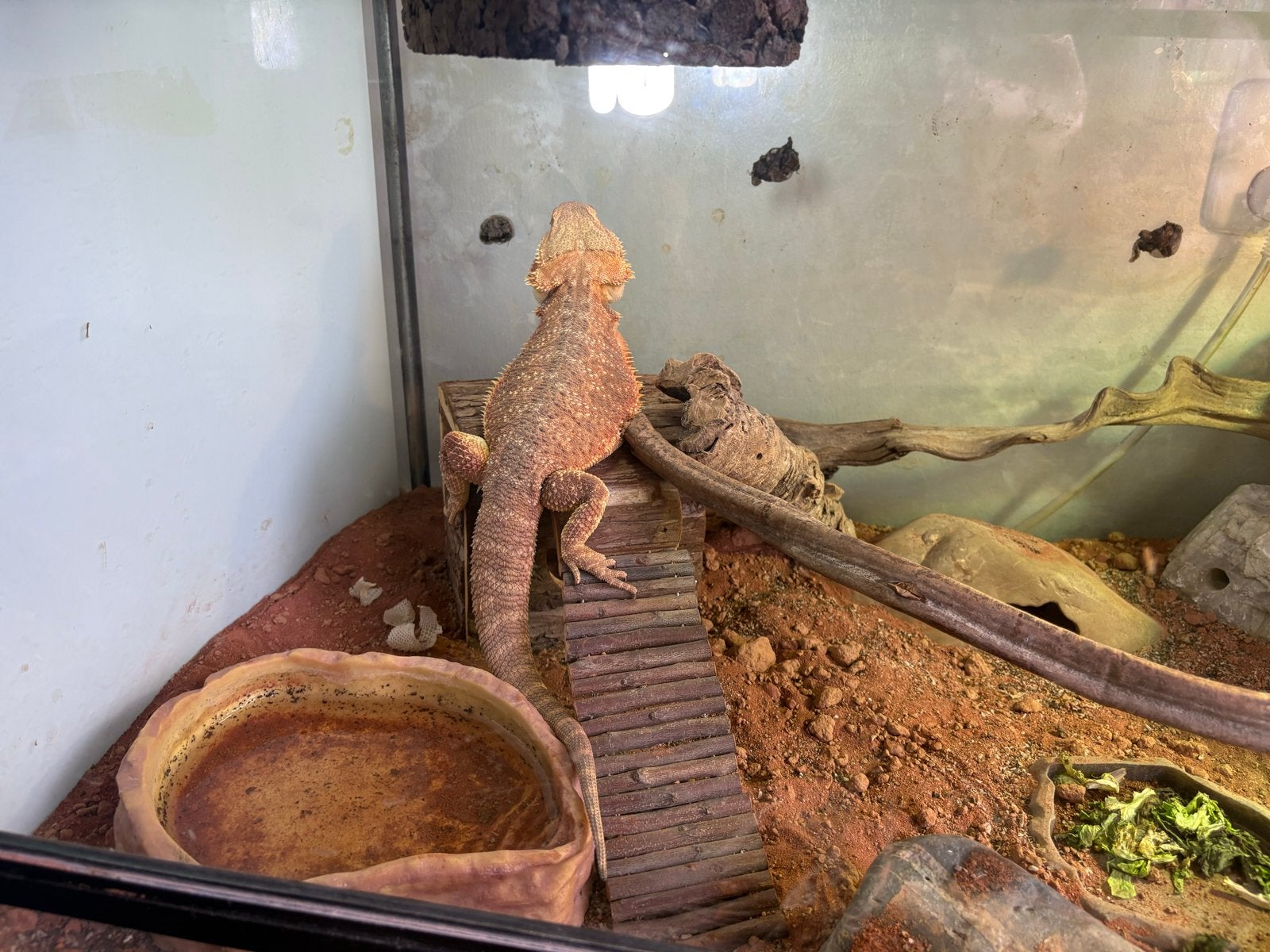 Mooie baardagaam, Dieren en Toebehoren, Hagedis, Met terrarium, 0 tot 2 jaar