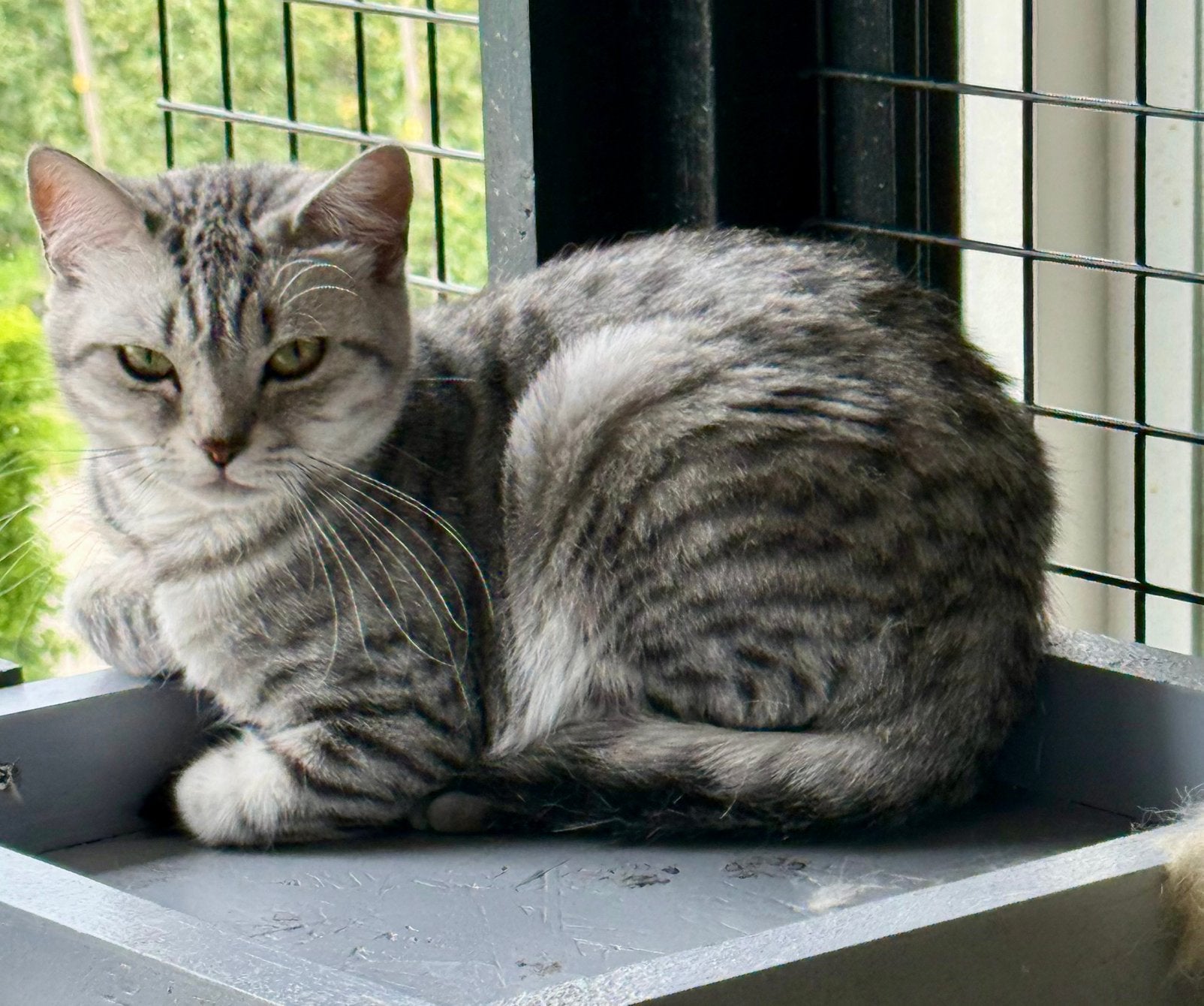 🐾Lieve Britse korthaar kitten kater whiskas  met stamboom, Meerdere dieren, Met stamboom, 0 tot 2 jaar