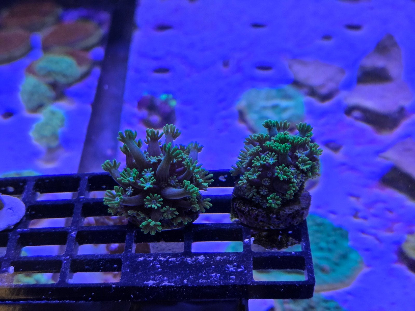 Groene Alveopora stekken, Overige typen, Zoutwatervis