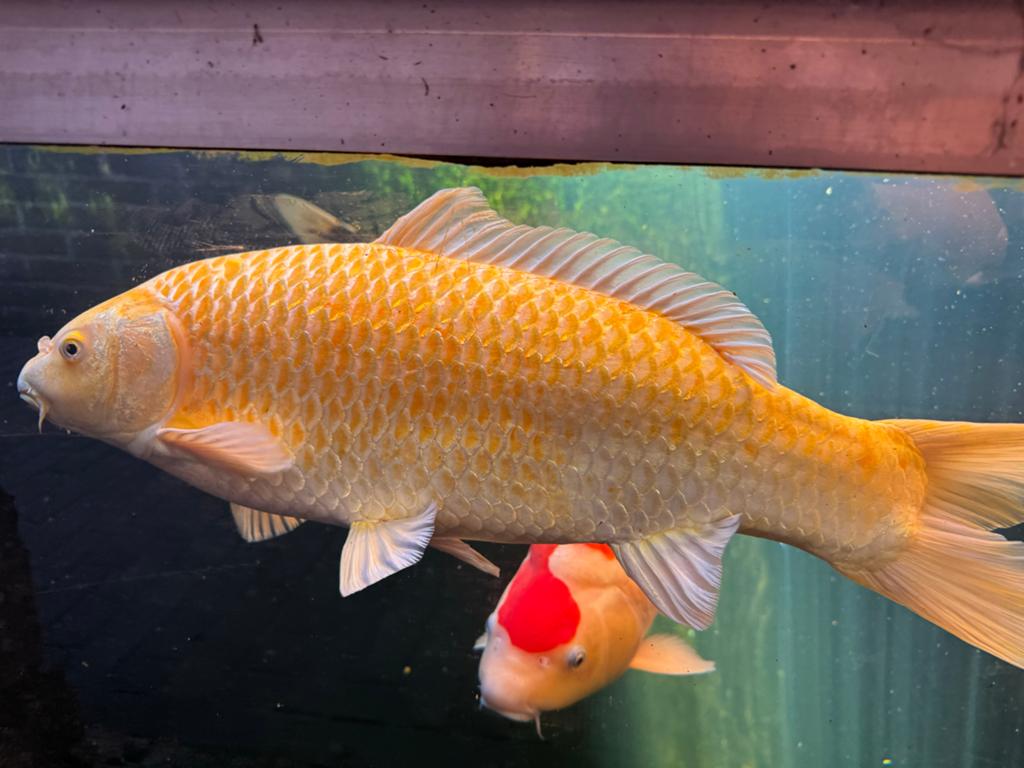2 koikarpers, Karper of Koi
