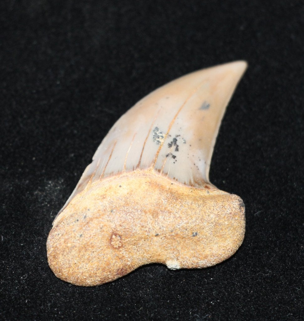 Isurus Planis, Ophalen of Verzenden, Fossiel