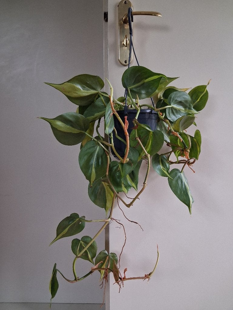 Philodendron Scandens 'Brasil' - Philodendron / Hangplant, Ophalen, Overige soorten, Halfschaduw, Minder dan 100 cm