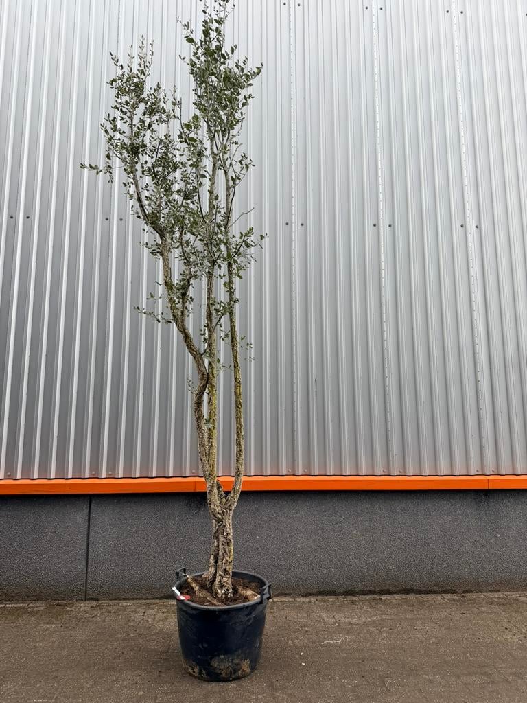 Mooie meerstammige kurkeik quercus suber, Ophalen of Verzenden, Zomer, Volle zon, Palmboom