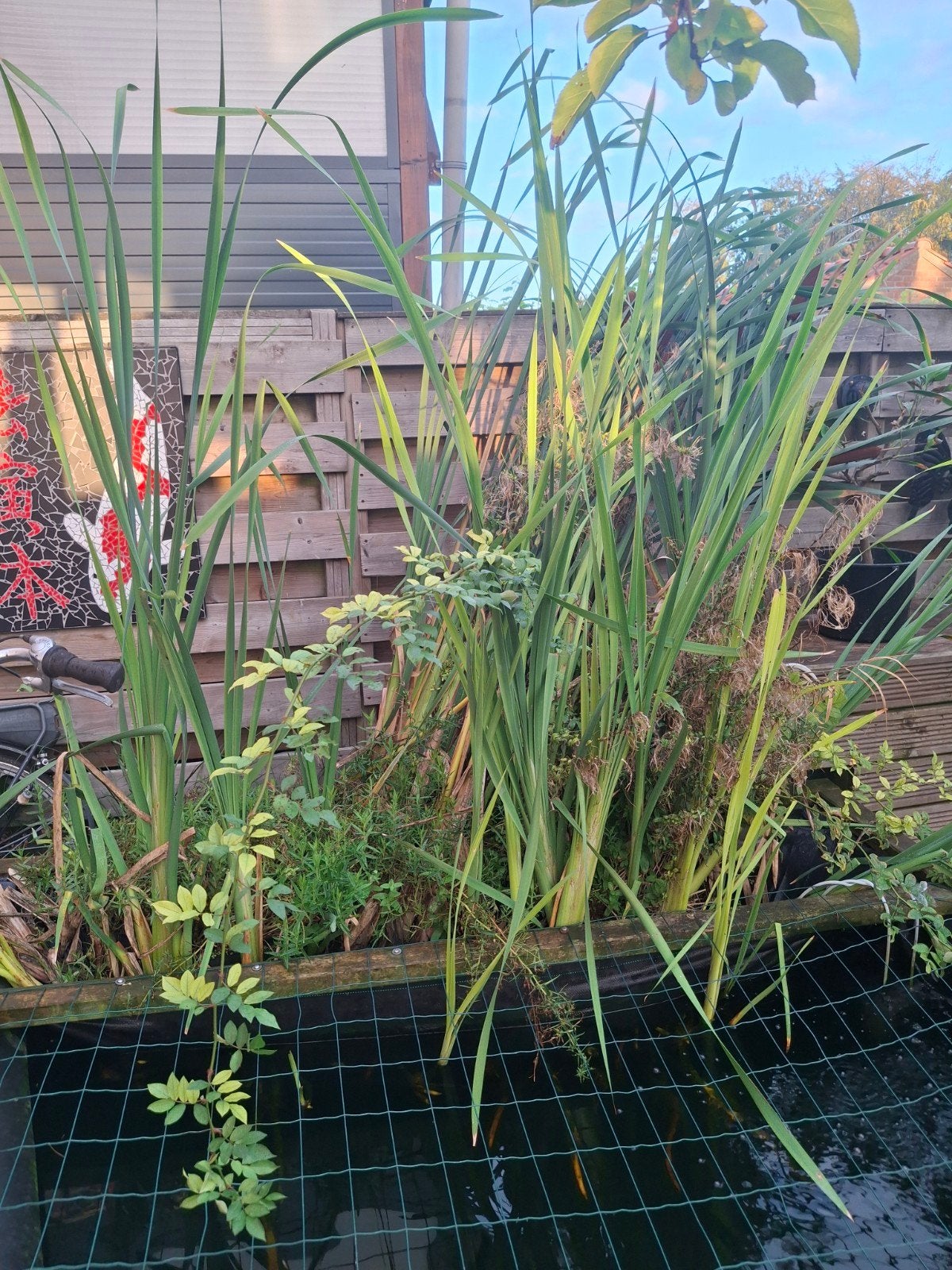 waterplanten, Tuin en Terras, Ophalen of Verzenden