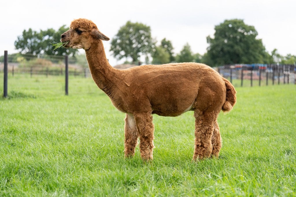 Alpaca dekhengst, Dieren en Toebehoren, Overige Dieren, Juni, Mannelijk