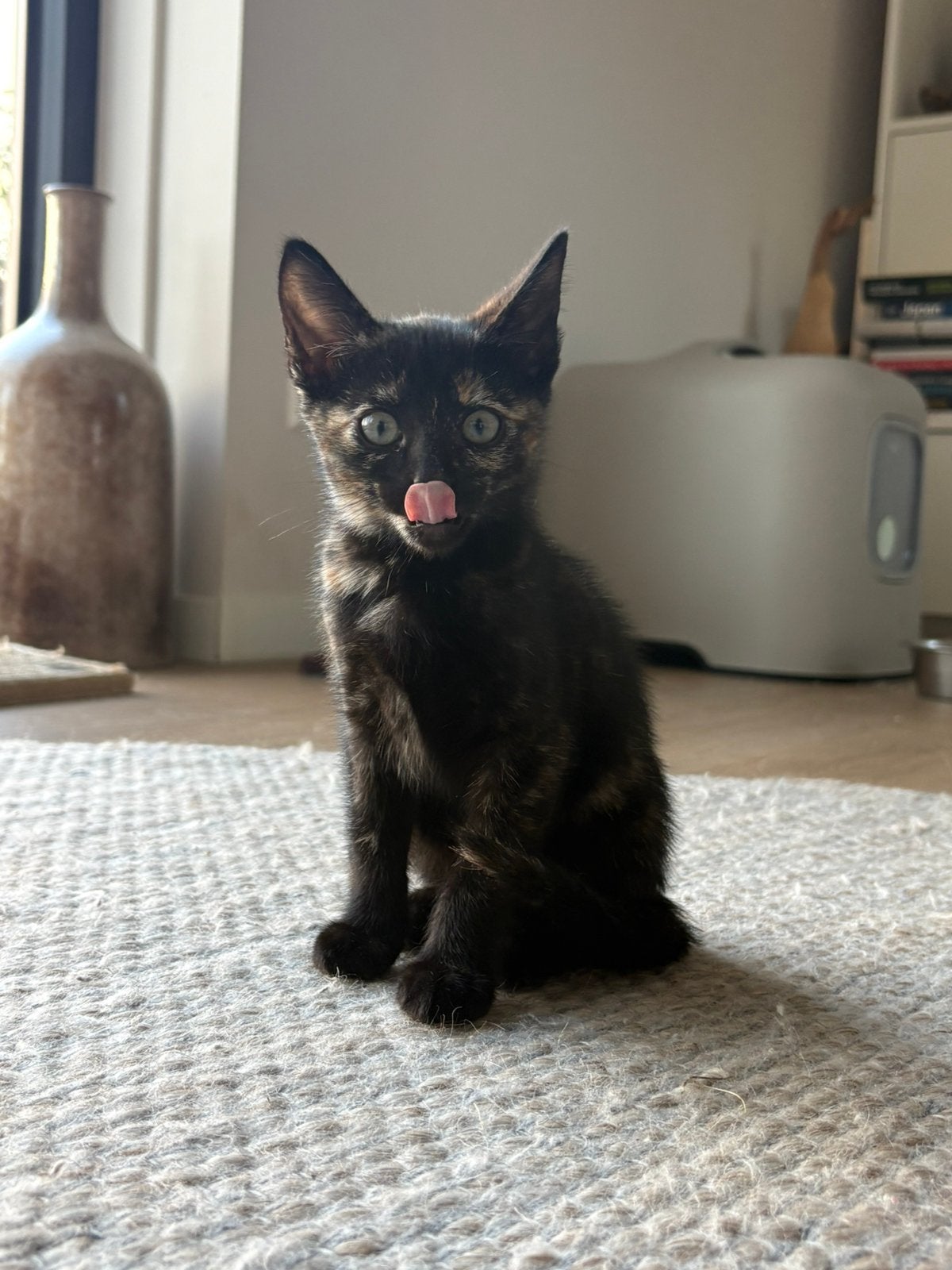 Half-Siamese kitten met schildpadpatroon vacht, Meerdere dieren, 0 tot 2 jaar