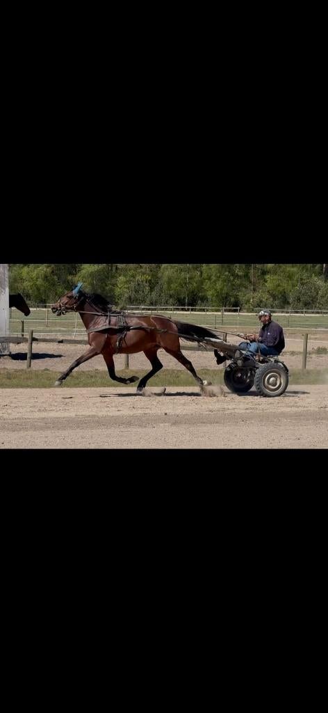 Paardenland met stallen, Dieren en Toebehoren, 4 paarden of pony's of meer