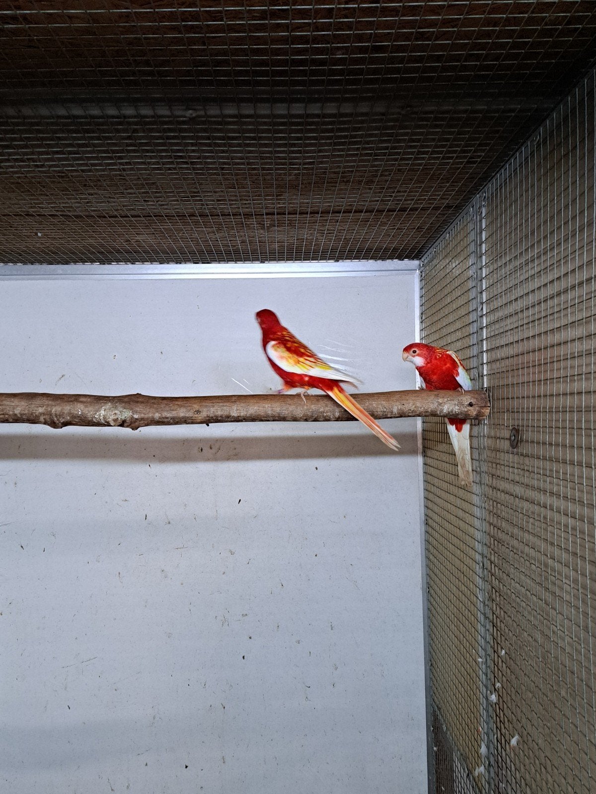 koppel rubino rosellas, Meerdere dieren, Parkiet, Geringd