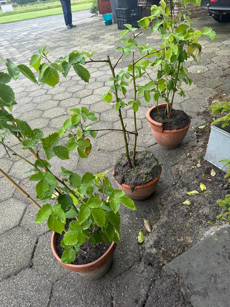 Bramenplanten te koop, Tuin en Terras, Ophalen of Verzenden, Overige soorten, Volle zon