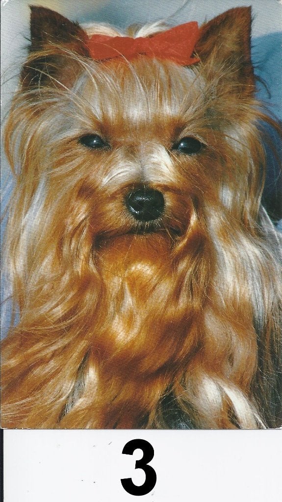 K532 ansichtkaart yorkshire terrier, Ophalen of Verzenden, 1980 tot heden, Ongelopen, Sterren en Beroemdheden
