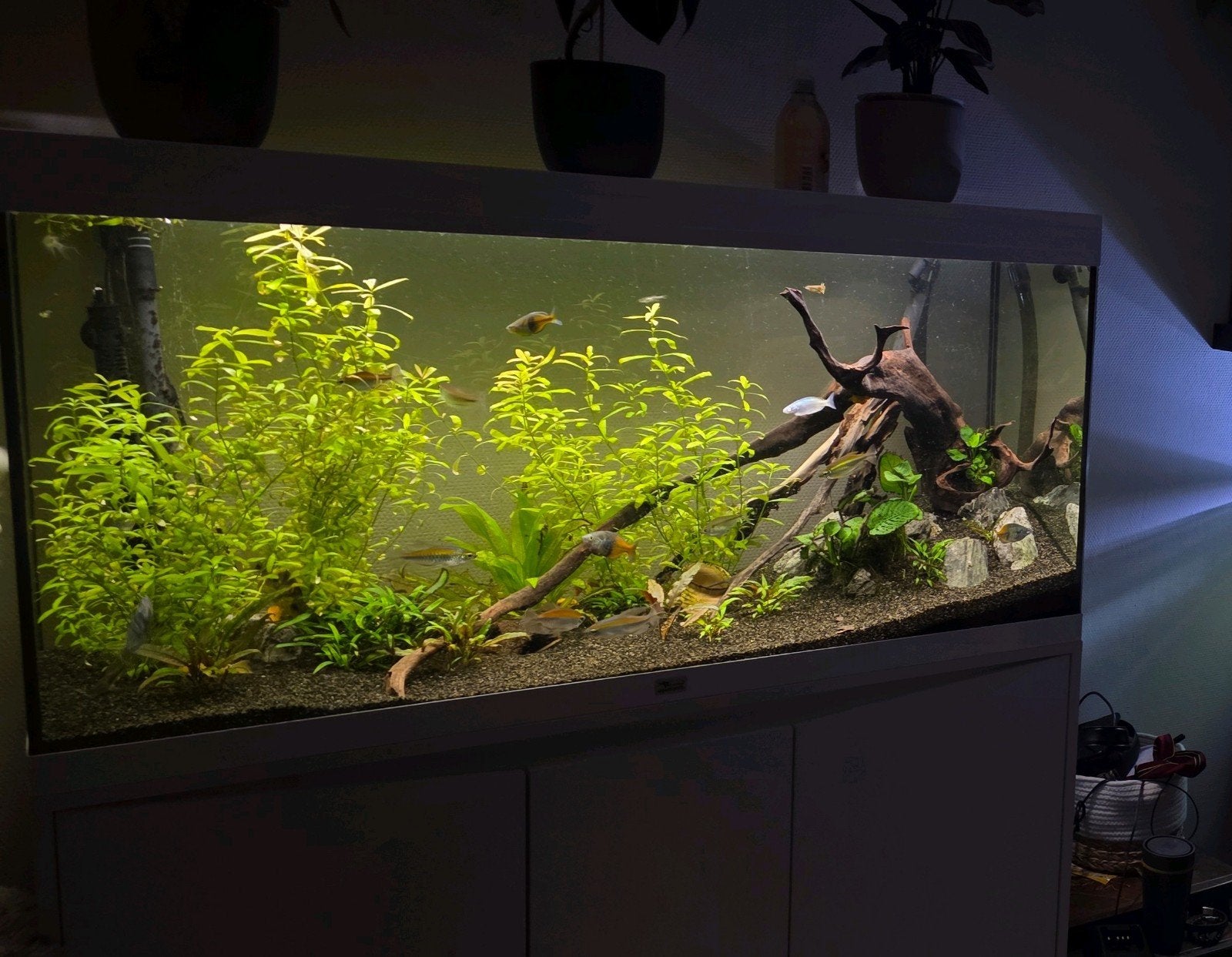 Compleet aquarium 240 liter, Vis