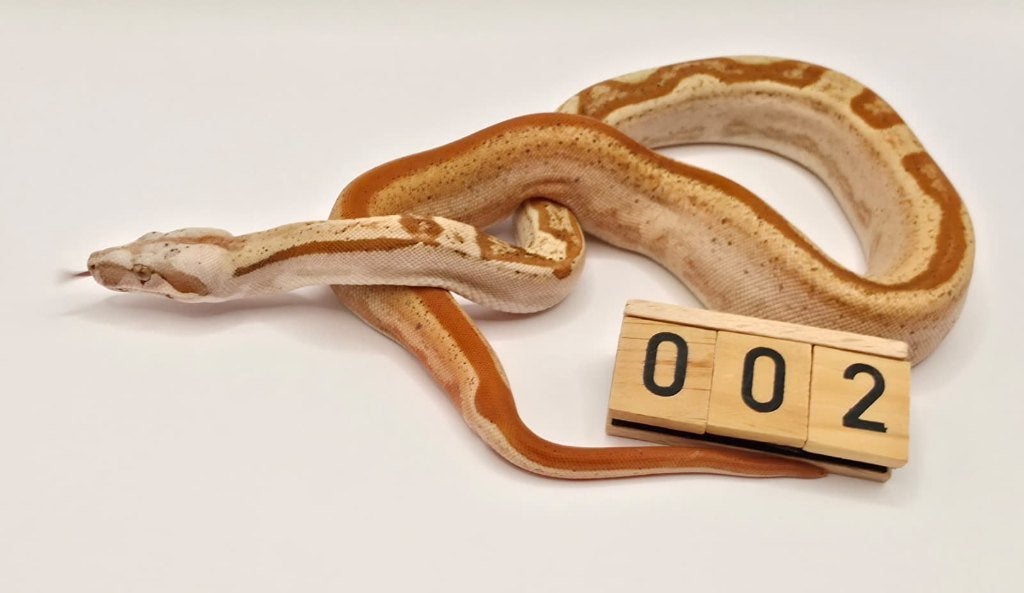 VPI albino Sunglow Motley 66% leopard boa imperator Boa Constrictor - female for sale from Mulder