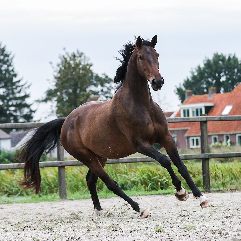 Knappe 4 jarige ruin, Dieren en Toebehoren, Ruin, Met stamboom, Onbeleerd, Recreatiepaard